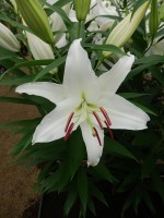 [4245 Universe EVR No102.JPG]